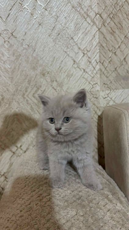 Породистые котята! — 2