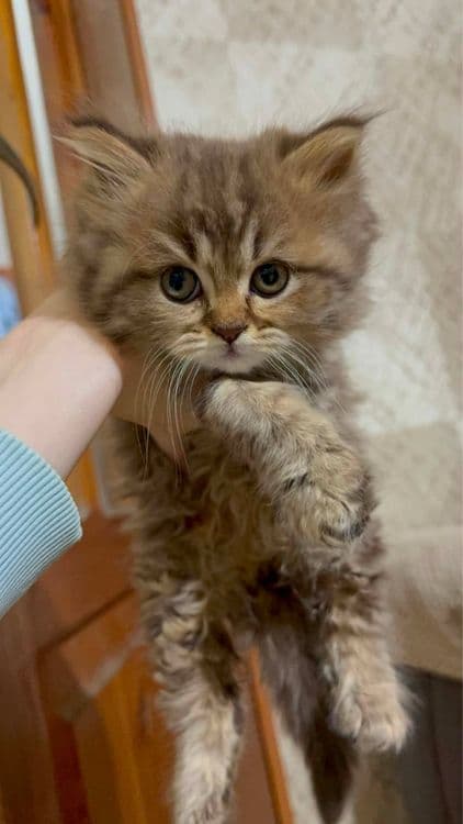 Породистые котята! — 3