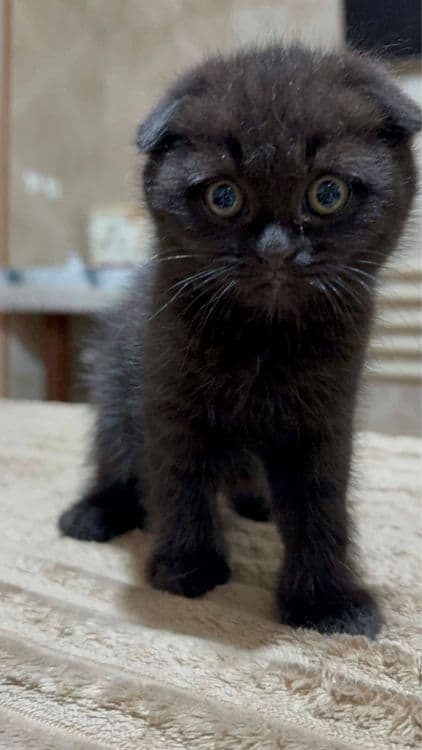 Породистые котята! — 4