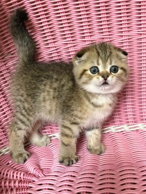 девочка скоттиш фолд золотая шиншилла табби — 2