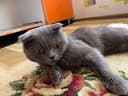 Чиройли мушук 1 йош