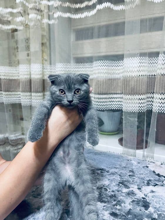 Продаются котята мальчик и девочка — 2