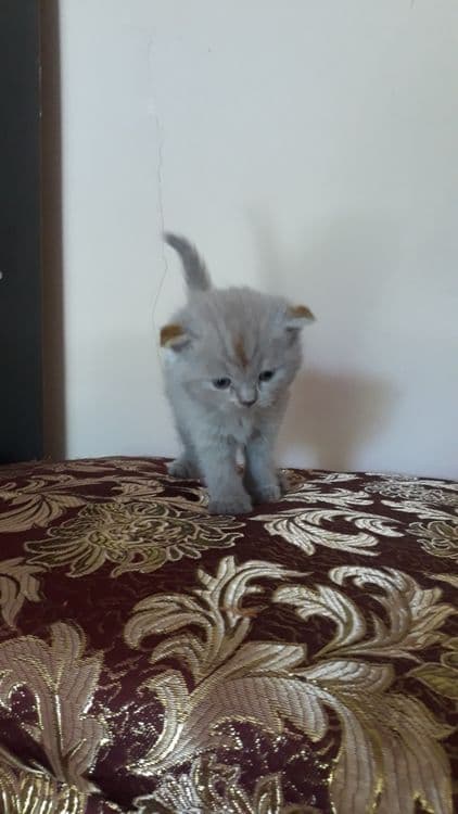 Котята вислоухие скотишь фольд и страйк — 2