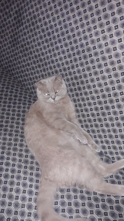 Котята вислоухие скотишь фольд и страйк — 4