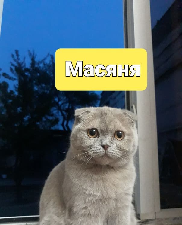 Котята вислоухие скотишь фольд и страйк — 5