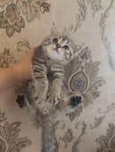 Продам котят страйты