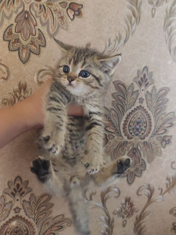 Продам котят страйты — 2