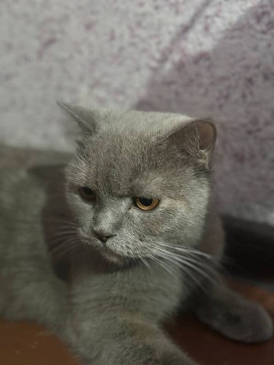 Britanskiy shinshilla va Britanskiy skottish strayt
31-mayda tug’ilgan — 2