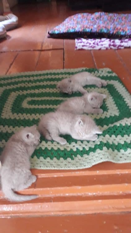 Котята вислоухие — 2