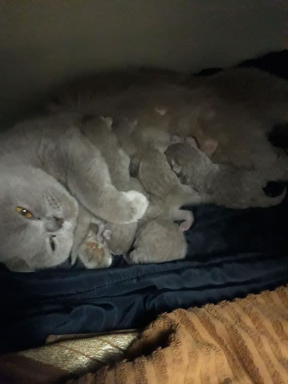 Котята вислоухие — 3