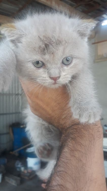 Котята вислоухие — 4