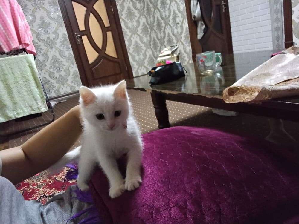 Turk Angorasi sotiladi — 4