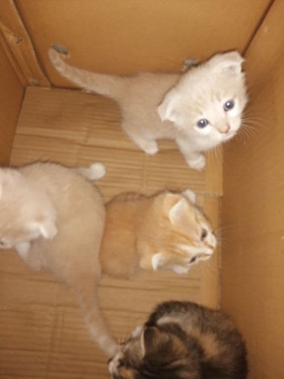 Продаются котята карликовый скотиш - фолд — 2