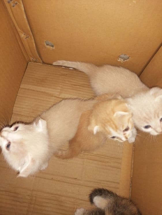 Продаются котята карликовый скотиш - фолд — 3