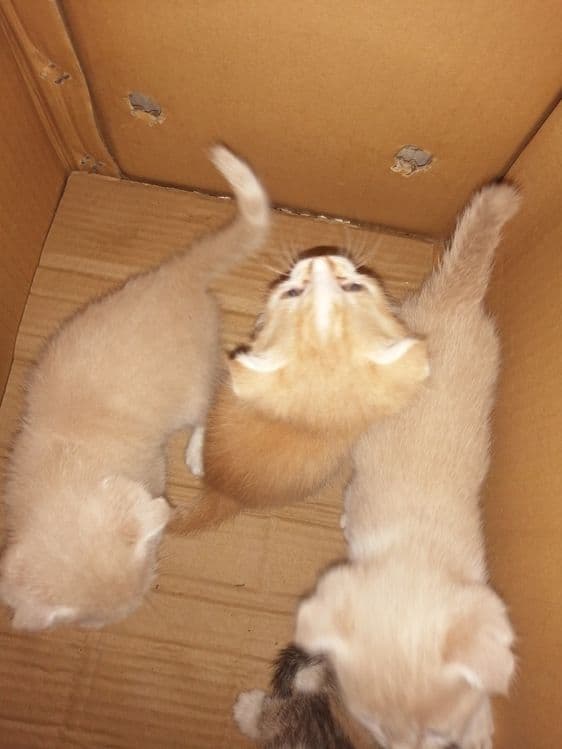 Продаются котята карликовый скотиш - фолд — 4