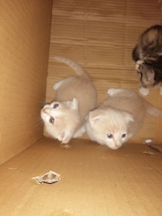 Продаются котята карликовый скотиш - фолд — 5