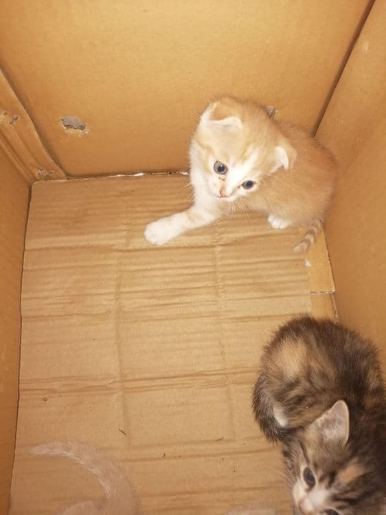 Продаются котята карликовый скотиш - фолд — 6