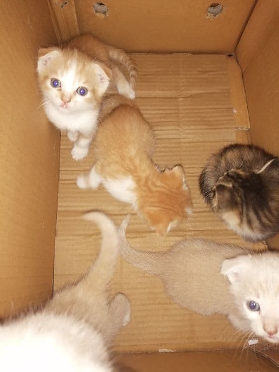 Продаются котята карликовый скотиш - фолд — 7