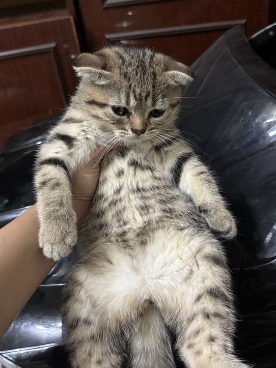 Продаются котята скотиш фолд и серебристая шиншилла — 2