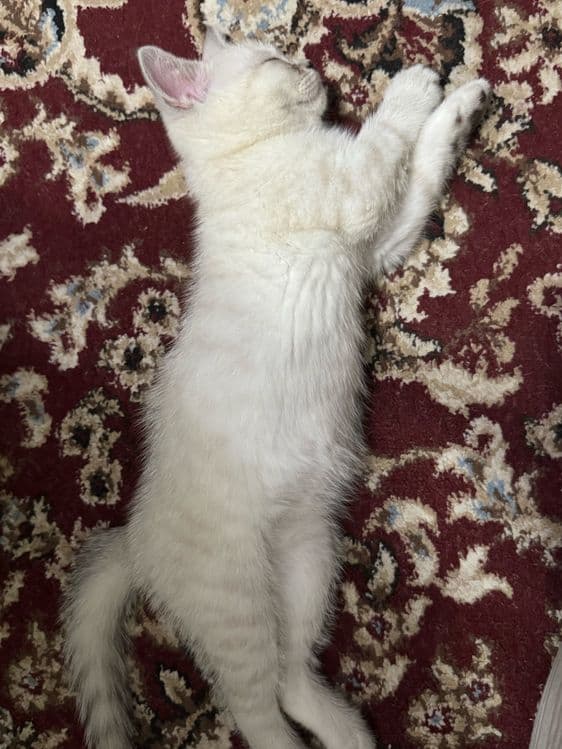 Продаются котята скотиш фолд и серебристая шиншилла — 3