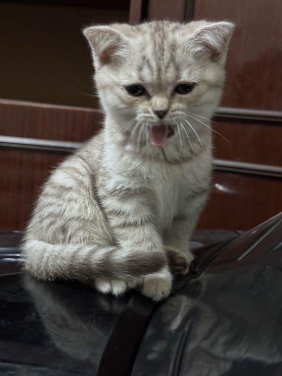 Продаются котята скотиш фолд и серебристая шиншилла — 4