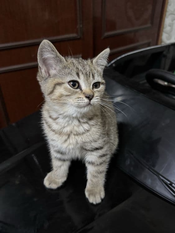 Продаются котята скотиш фолд и серебристая шиншилла — 5