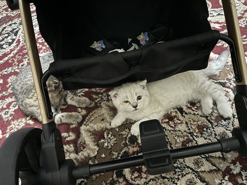 Продаются котята скотиш фолд и серебристая шиншилла — 6