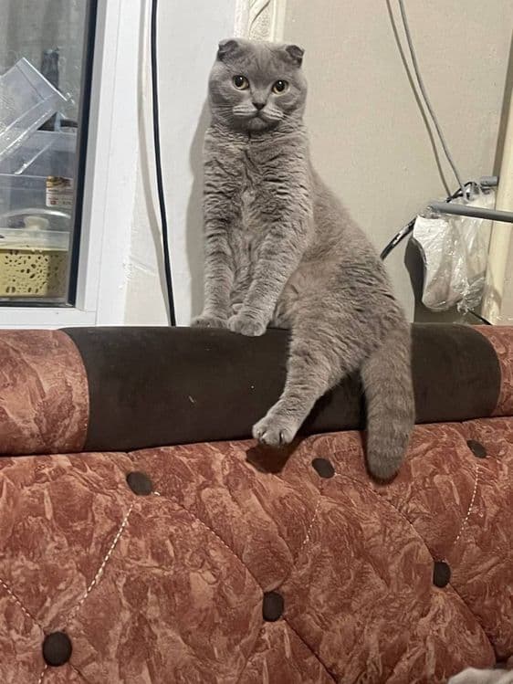 Продаются котята скотиш фолд и серебристая шиншилла — 8