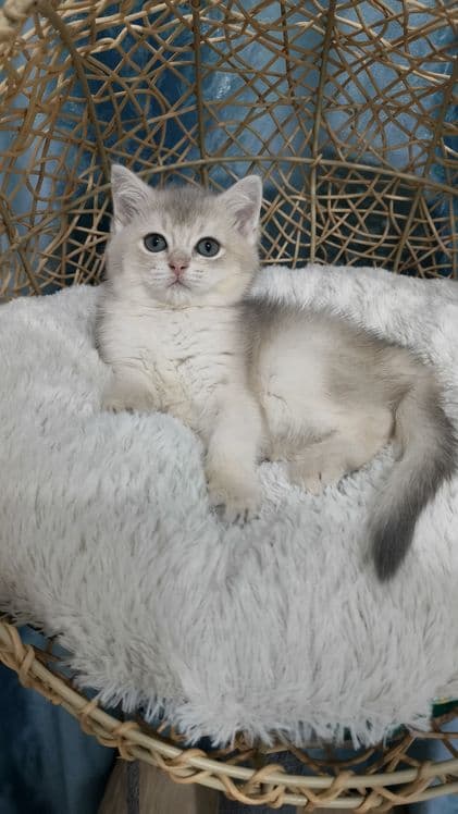 Продаётся чистокровная шотландская девочка — 2