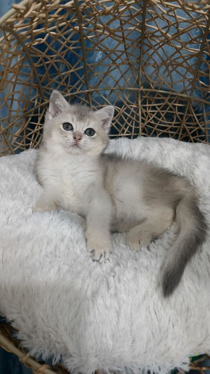 Продаётся чистокровная шотландская девочка — 3
