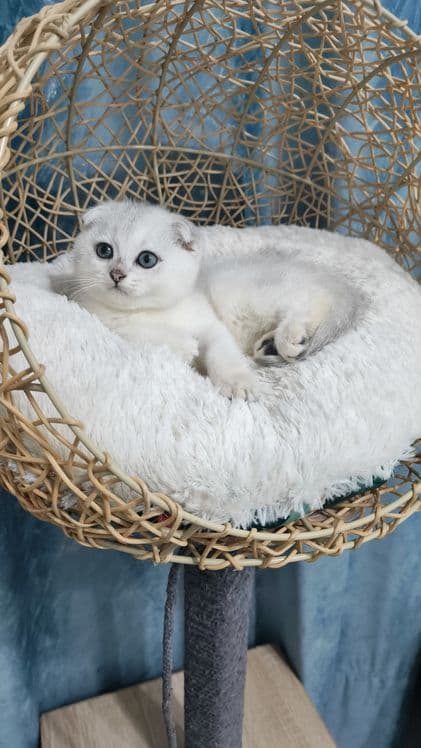Продаётся чистокровная шотландская девочка скоттиш фолд — 2