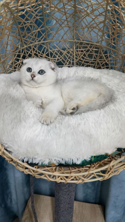 Продаётся чистокровная шотландская девочка скоттиш фолд — 3