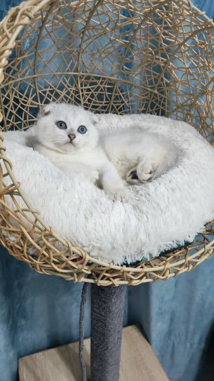 Продаётся чистокровная шотландская девочка скоттиш фолд — 4