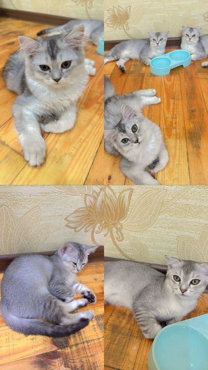 Продается серебристая шиншила — 1