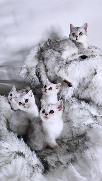 Британская серебристая шиншилла — 3