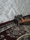 Samarqand viloyati Oqdaryo tumani