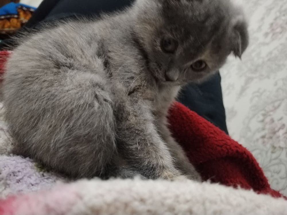 Mushuk zotdor scottish fold — 1