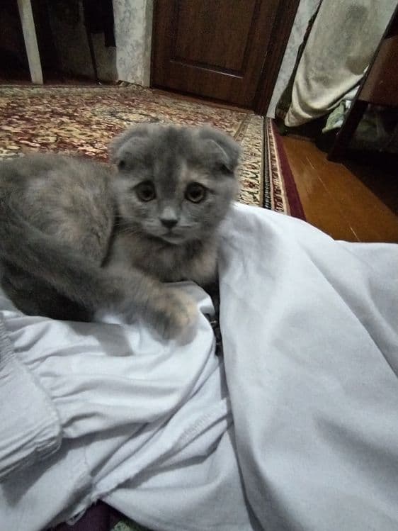 Mushuk zotdor scottish fold — 2