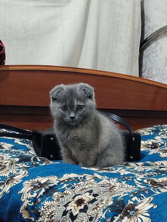 Mushuk zotdor scottish fold — 3