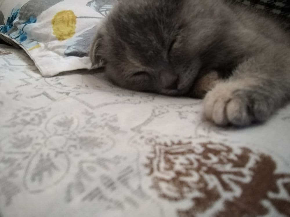 Mushuk zotdor scottish fold — 4