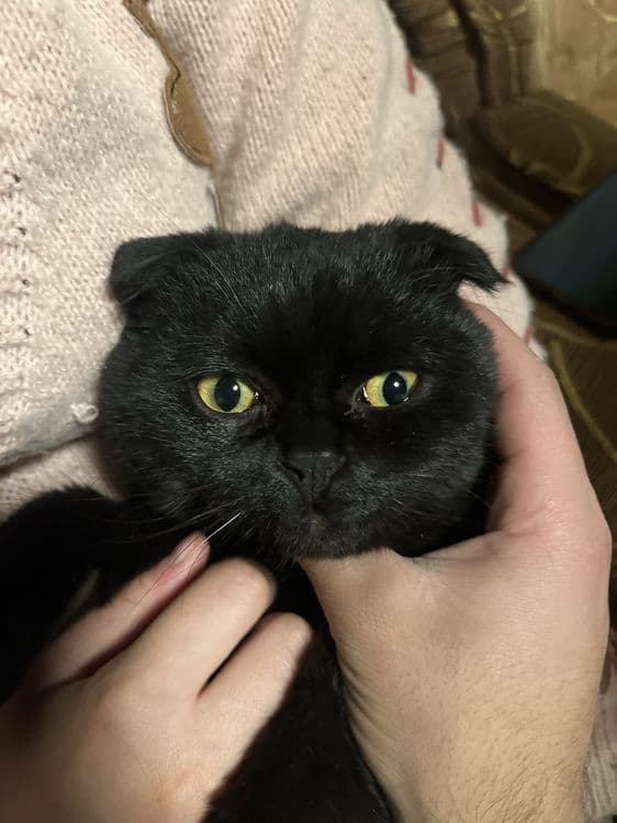 мы продаем кошек — 4