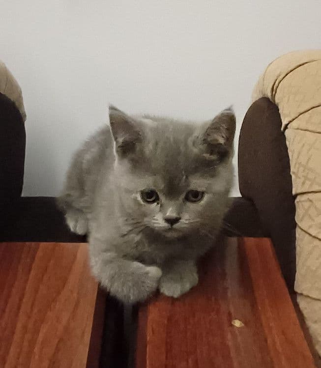 Шотландский (фолд, страйт) Скоттиш страйт, 2,5 месяц — 2