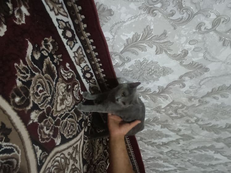 Mushuk sotiladi — 2