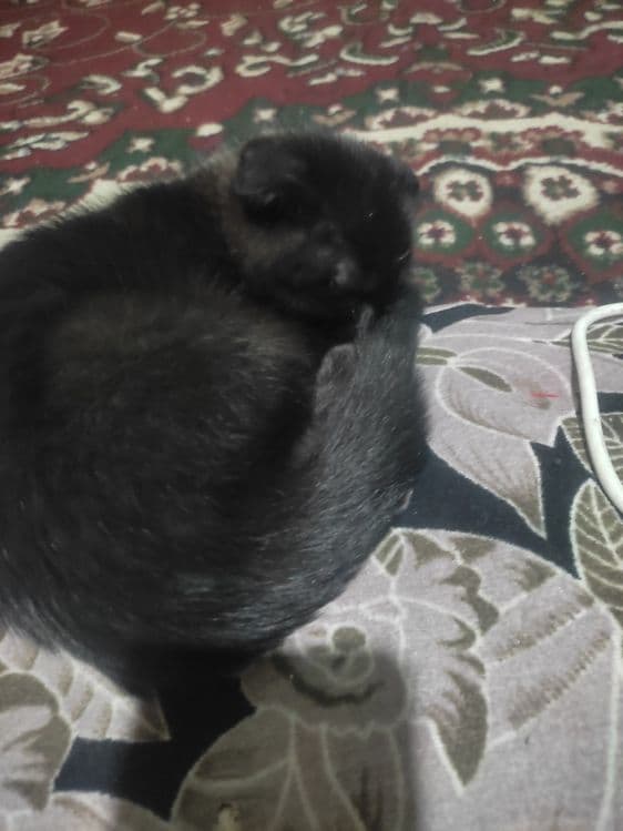 Кошичка домашняя — 2
