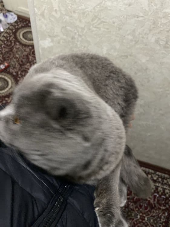 Mushuk sotiladi holati yaxshi semizgina — 2