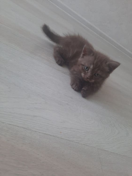 Продаются породстые котята скотиш страйт — 2
