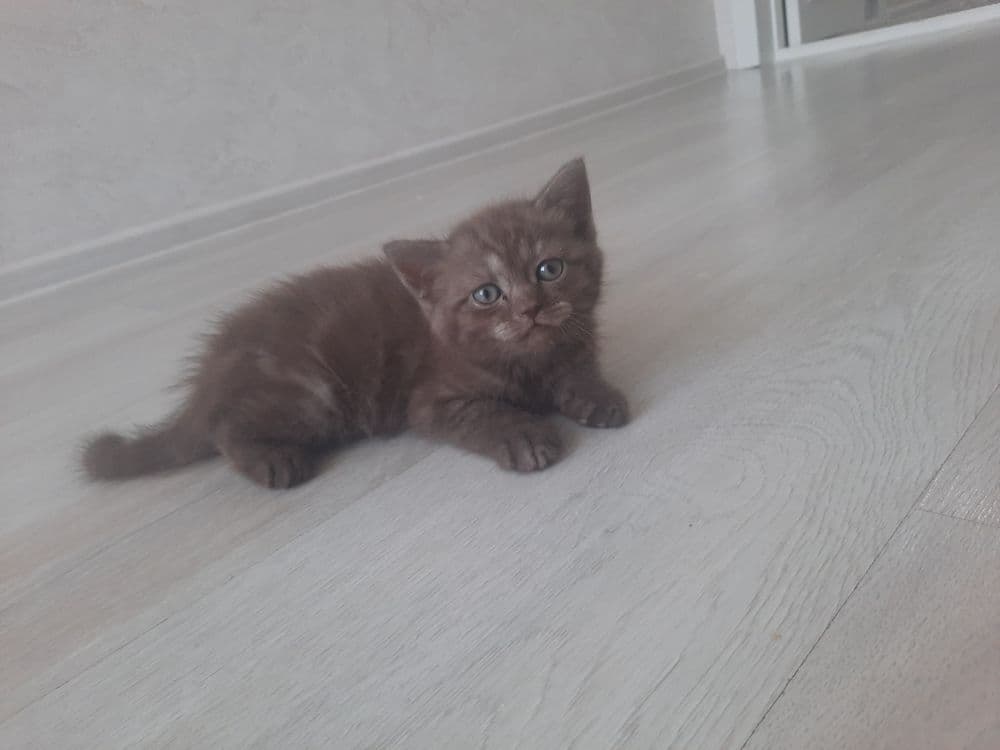 Продаются породстые котята скотиш страйт — 3