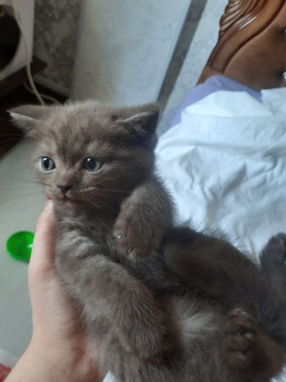 Продаются породстые котята скотиш страйт — 4