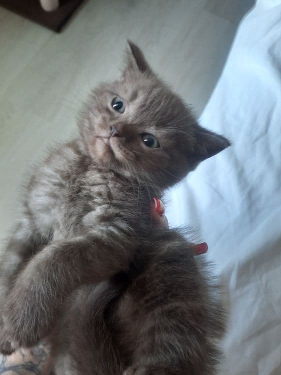 Продаются породстые котята скотиш страйт — 5