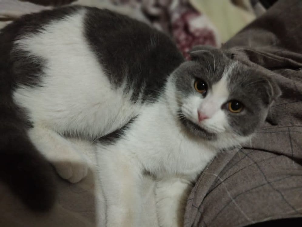 Scottish fold mushugi — 1